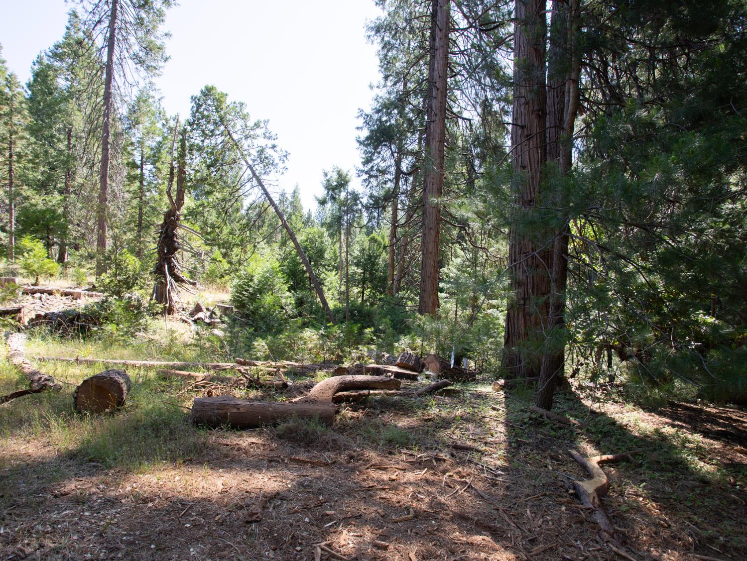 0 Spring Court Pioneer, CA 95666 - Photo 15 of 28 a view of a forest with trees