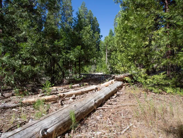 a view of a yard with plants and trees