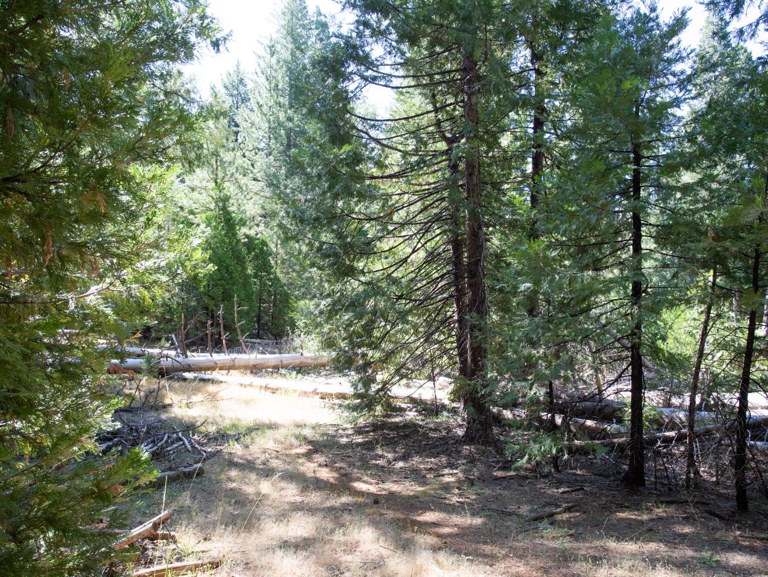 0 Spring Court Pioneer, CA 95666 - Photo 18 of 28 a view of a yard with plants and trees