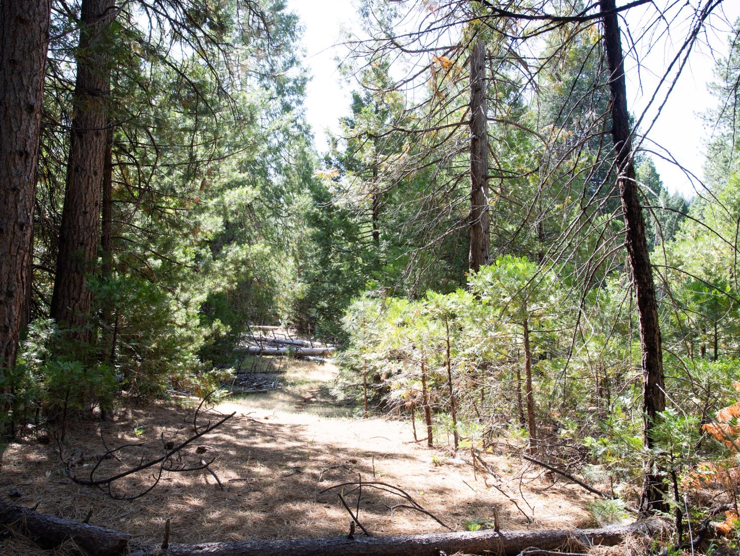 0 Spring Court Pioneer, CA 95666 - Photo 19 of 28 a view of a yard with plants and trees