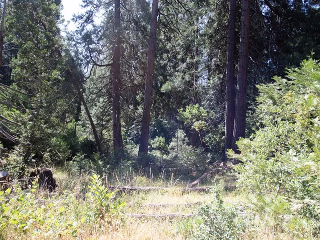 a view of a yard with large trees