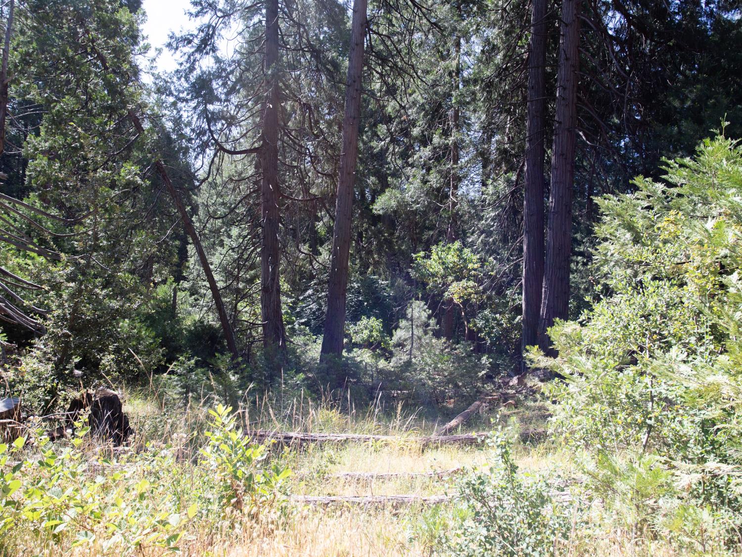 0 Spring Court Pioneer, CA 95666 - Photo 22 of 28 a view of a yard
