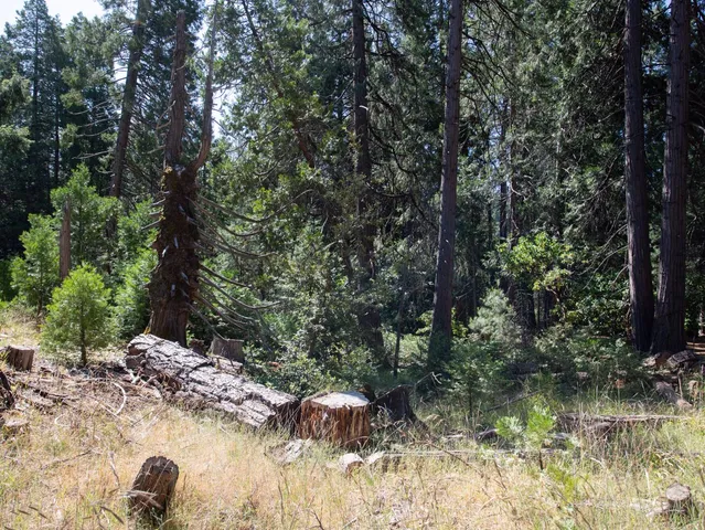 a view of a yard with a tree