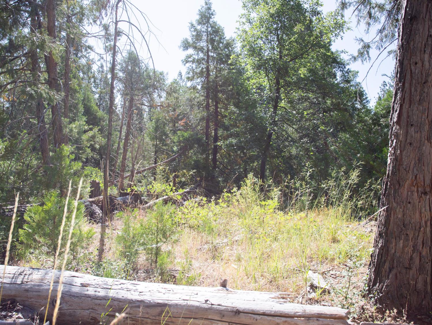 0 Spring Court Pioneer, CA 95666 - Photo 25 of 28 a view of a yard with large trees
