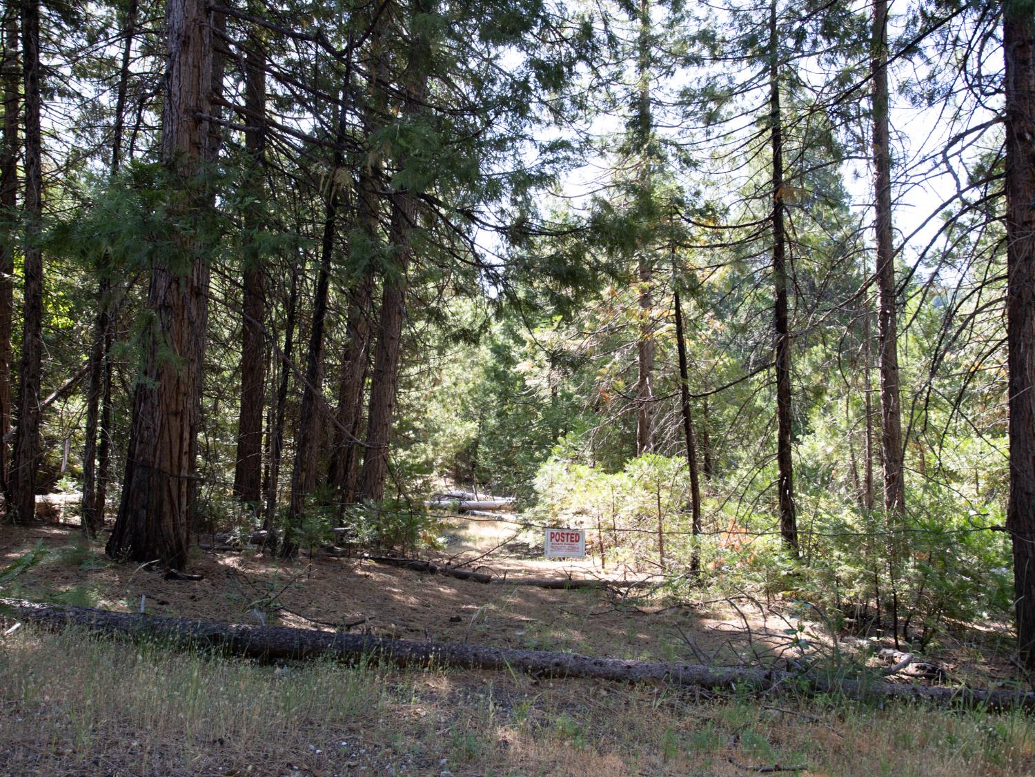 0 Spring Court Pioneer, CA 95666 - Photo 28 of 28 a view of a yard with large trees