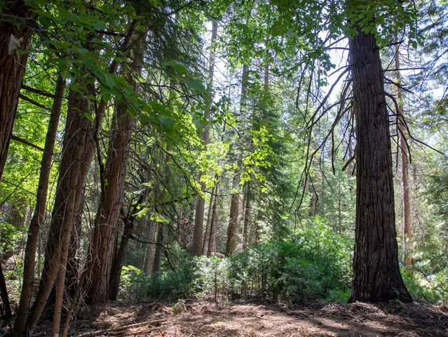 a view of trees and trees in a forest