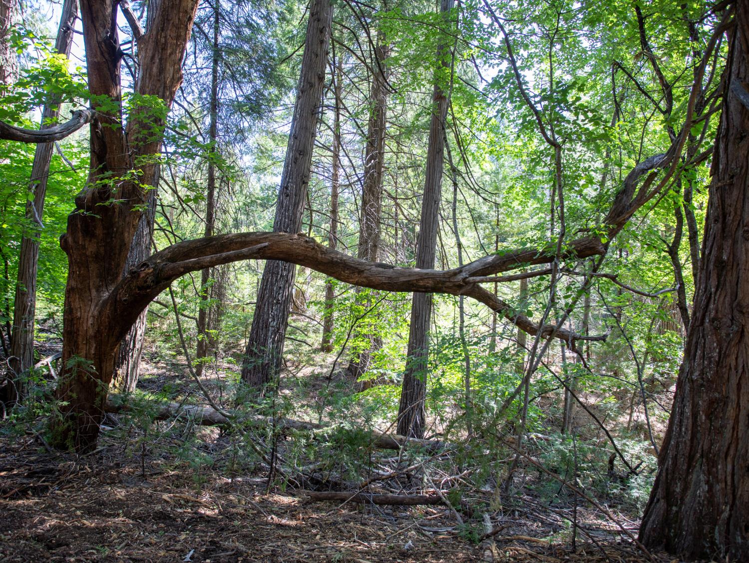 0 Spring Court Pioneer, CA 95666 - Photo 5 of 28 a view of trees and trees in a forest