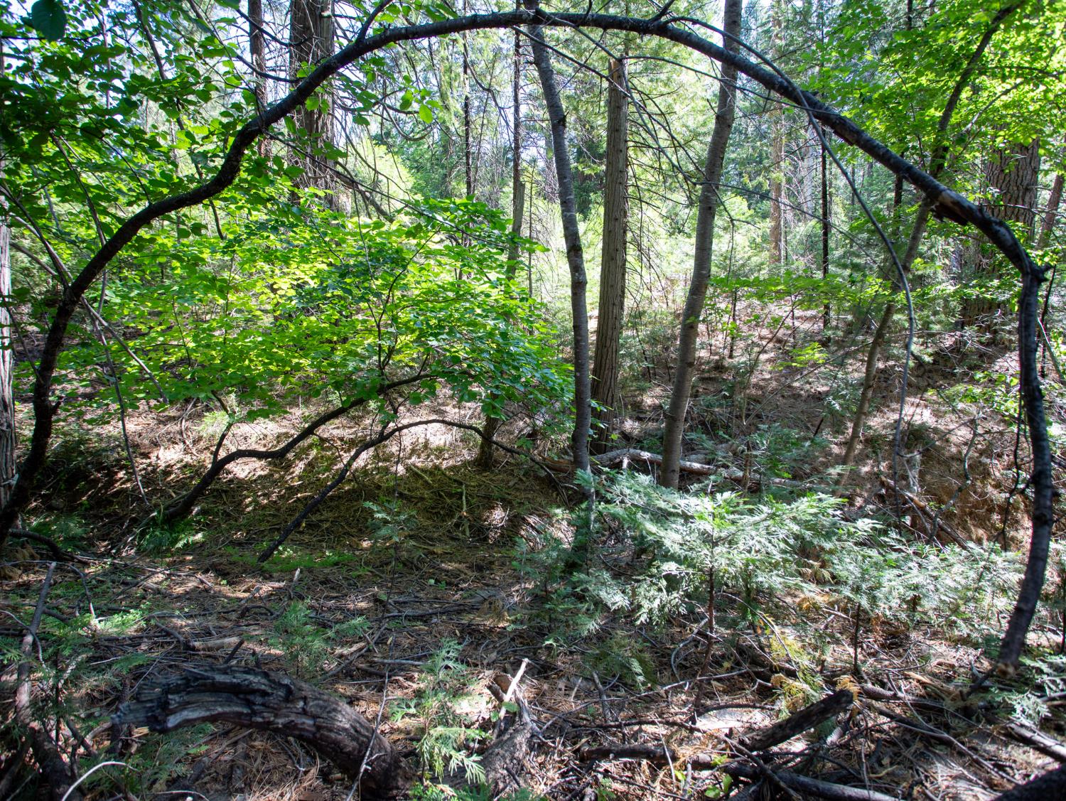 0 Spring Court Pioneer, CA 95666 - Photo 6 of 28 a view of trees and bushes