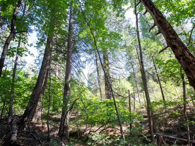a backyard of a house with large trees and plants