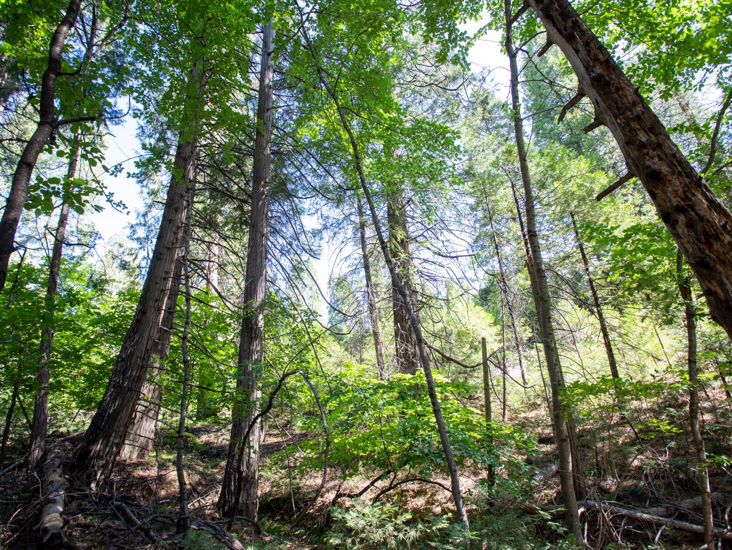 0 Spring Court Pioneer, CA 95666 - Photo 7 of 28 a backyard of a house with lots of trees