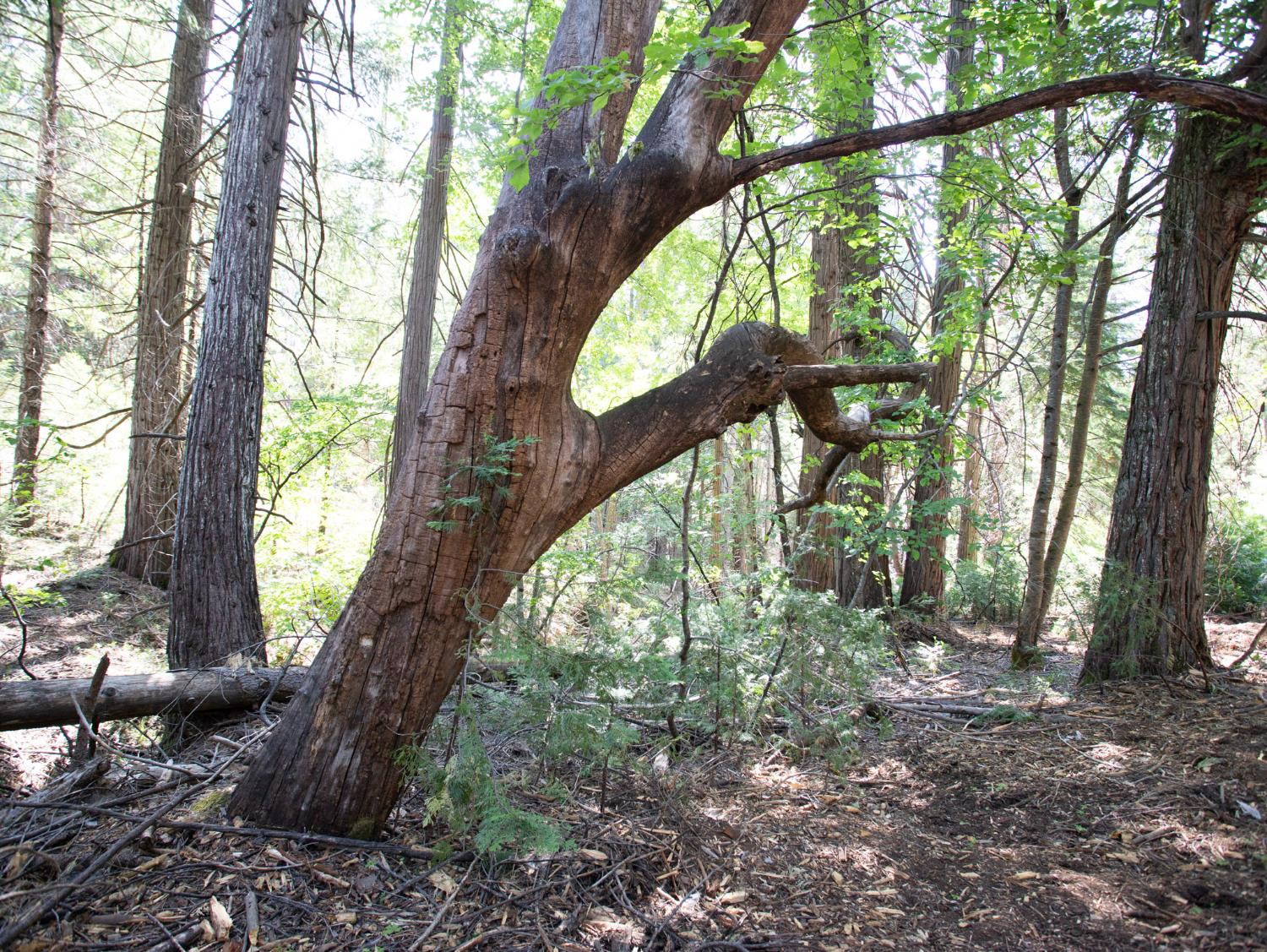 0 Spring Court Pioneer, CA 95666 - Photo 8 of 28 a backyard of a house with large trees and plants