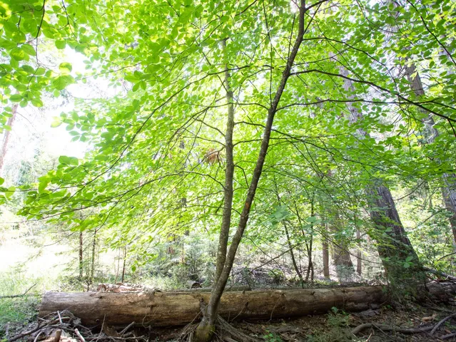 a view of outdoor space and green space