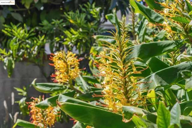 $1,049,000 | 501 Bonnie Drive, El Cerrito, CA 94530