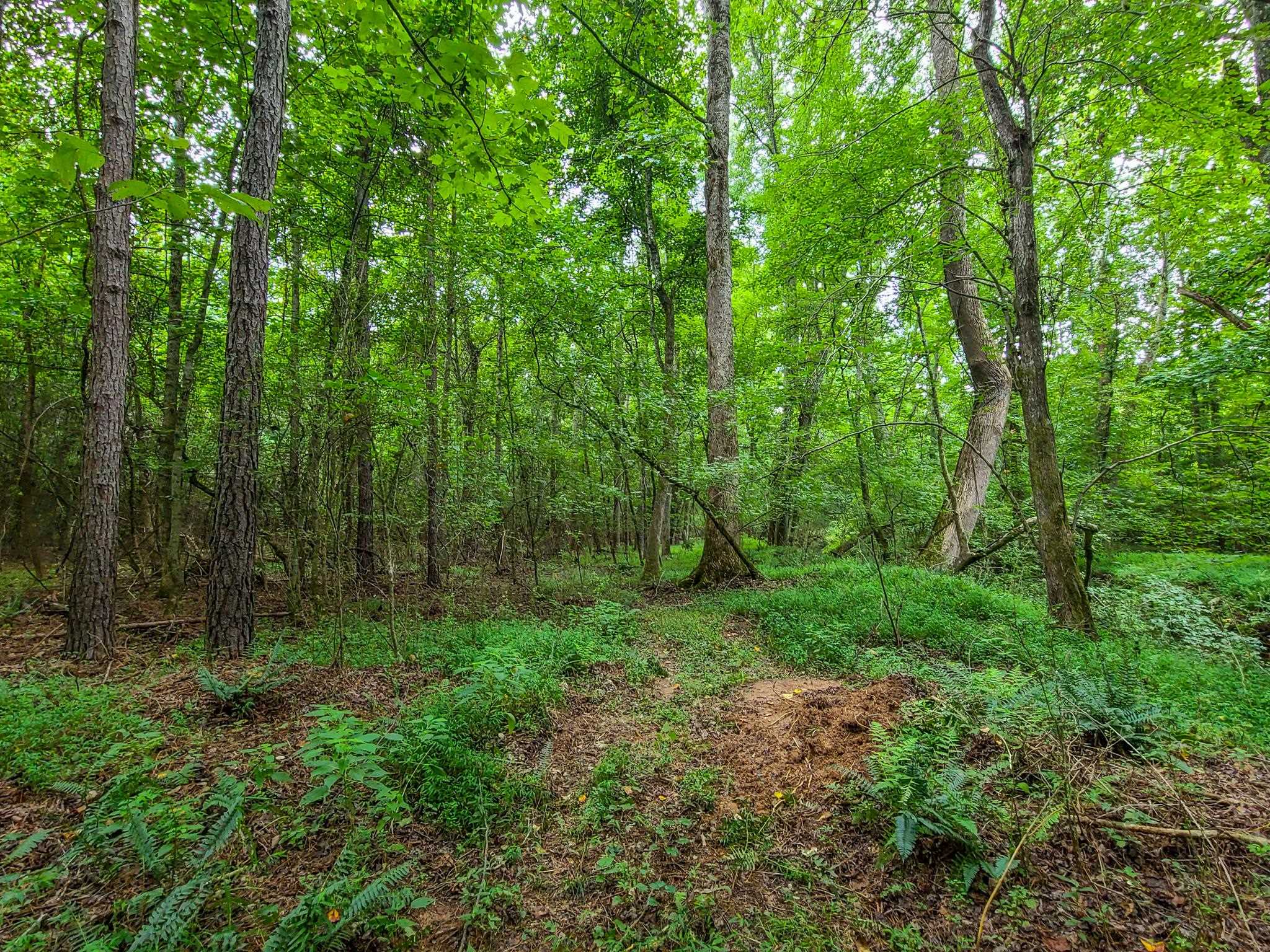 0 Dunklin Bridge Road Fountain Inn, SC 29644 - Photo 14 of 50