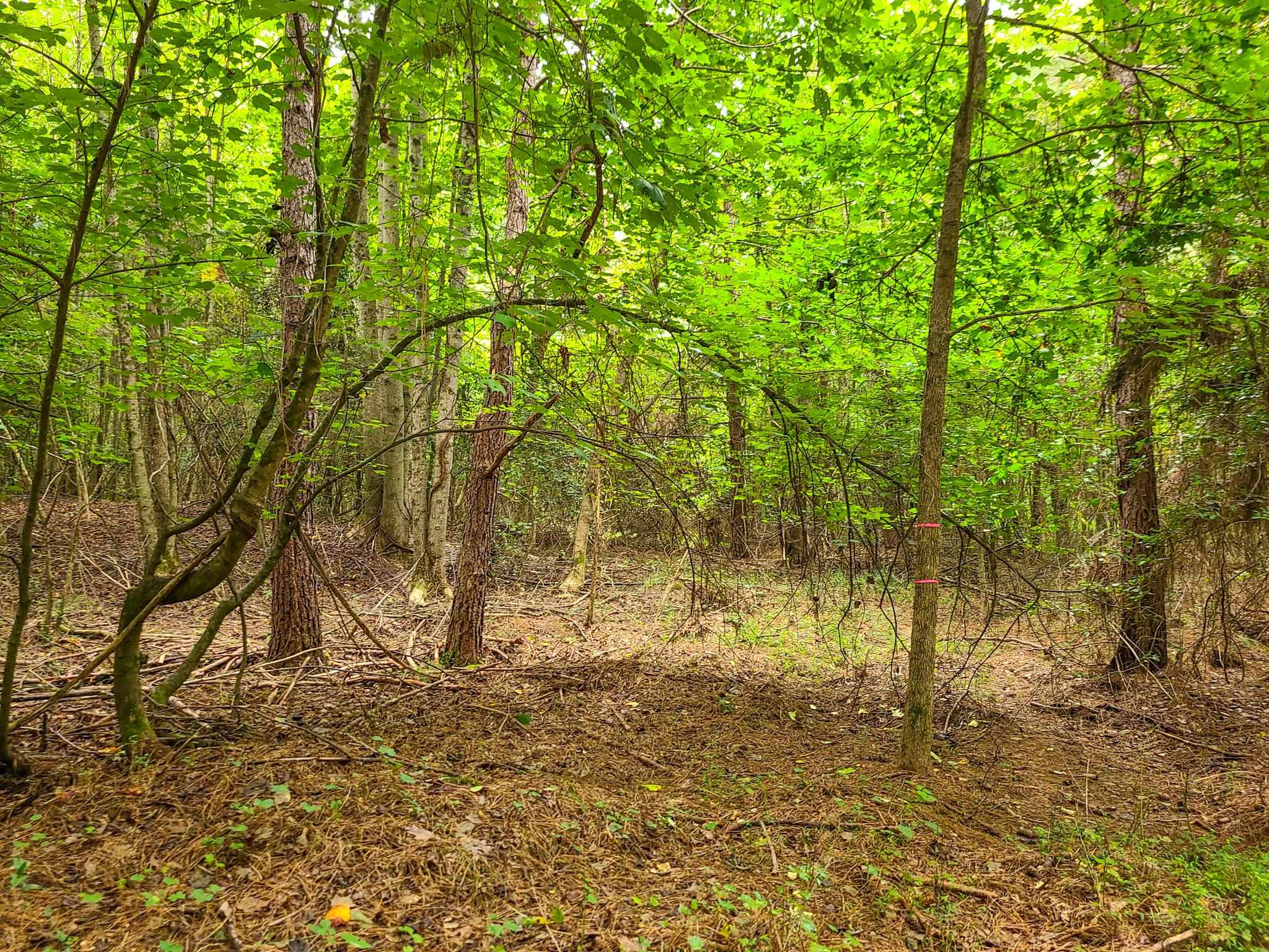 0 Dunklin Bridge Road Fountain Inn, SC 29644 - Photo 20 of 50