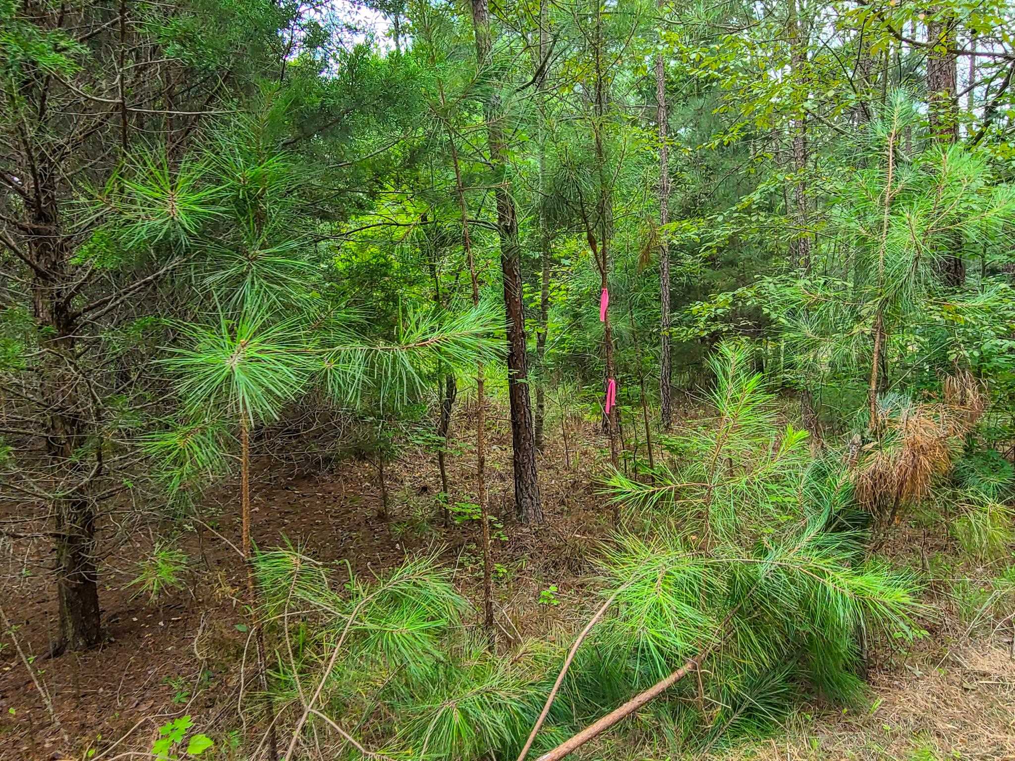 0 Dunklin Bridge Road Fountain Inn, SC 29644 - Photo 23 of 50