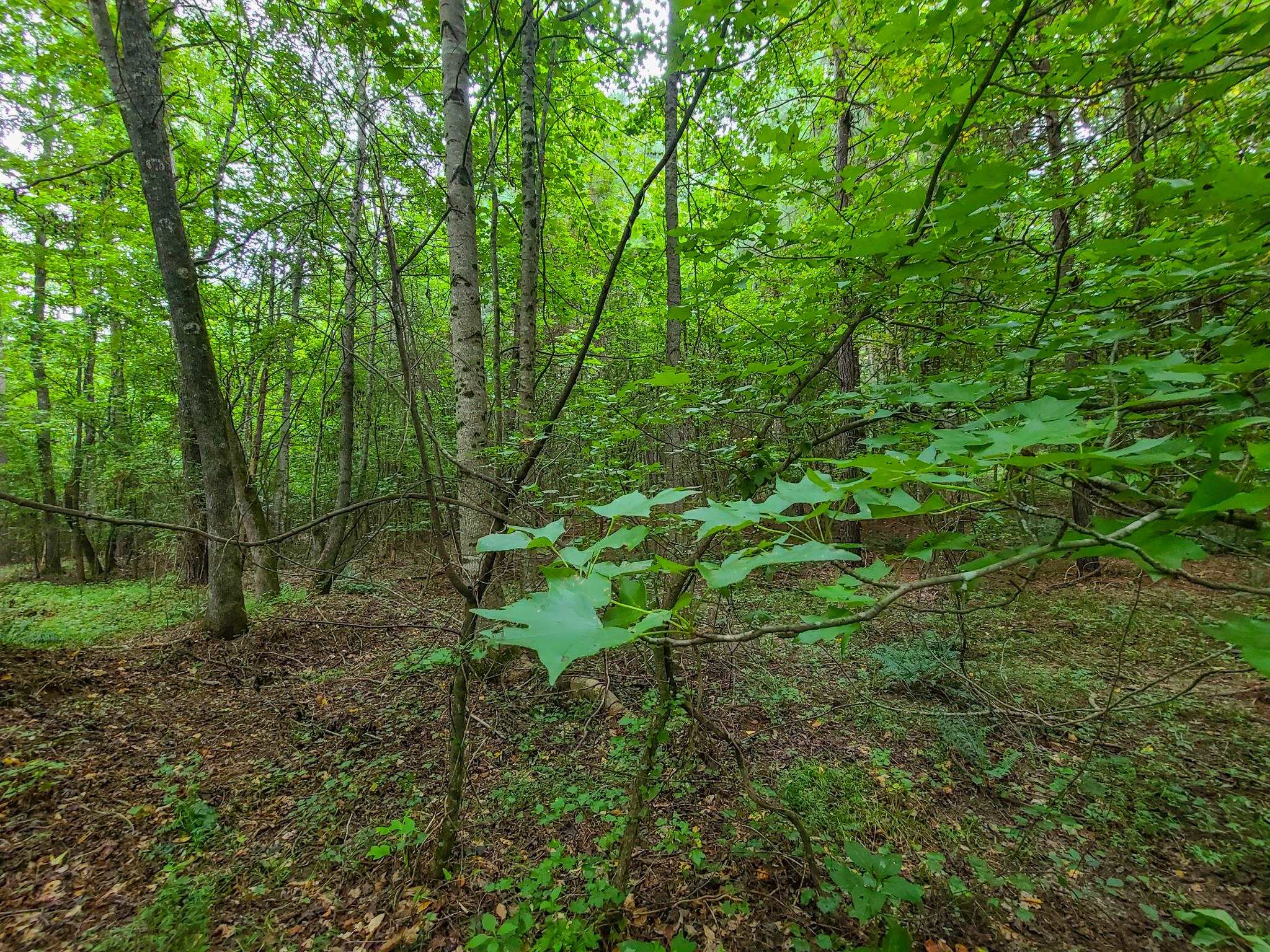 0 Dunklin Bridge Road Fountain Inn, SC 29644 - Photo 45 of 50