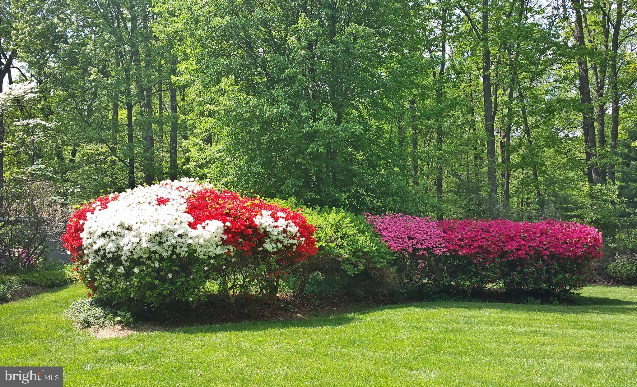 11108 Farm Road Great Falls, VA 22066 - Photo 46 of 58 you can never have too many Azaleas!