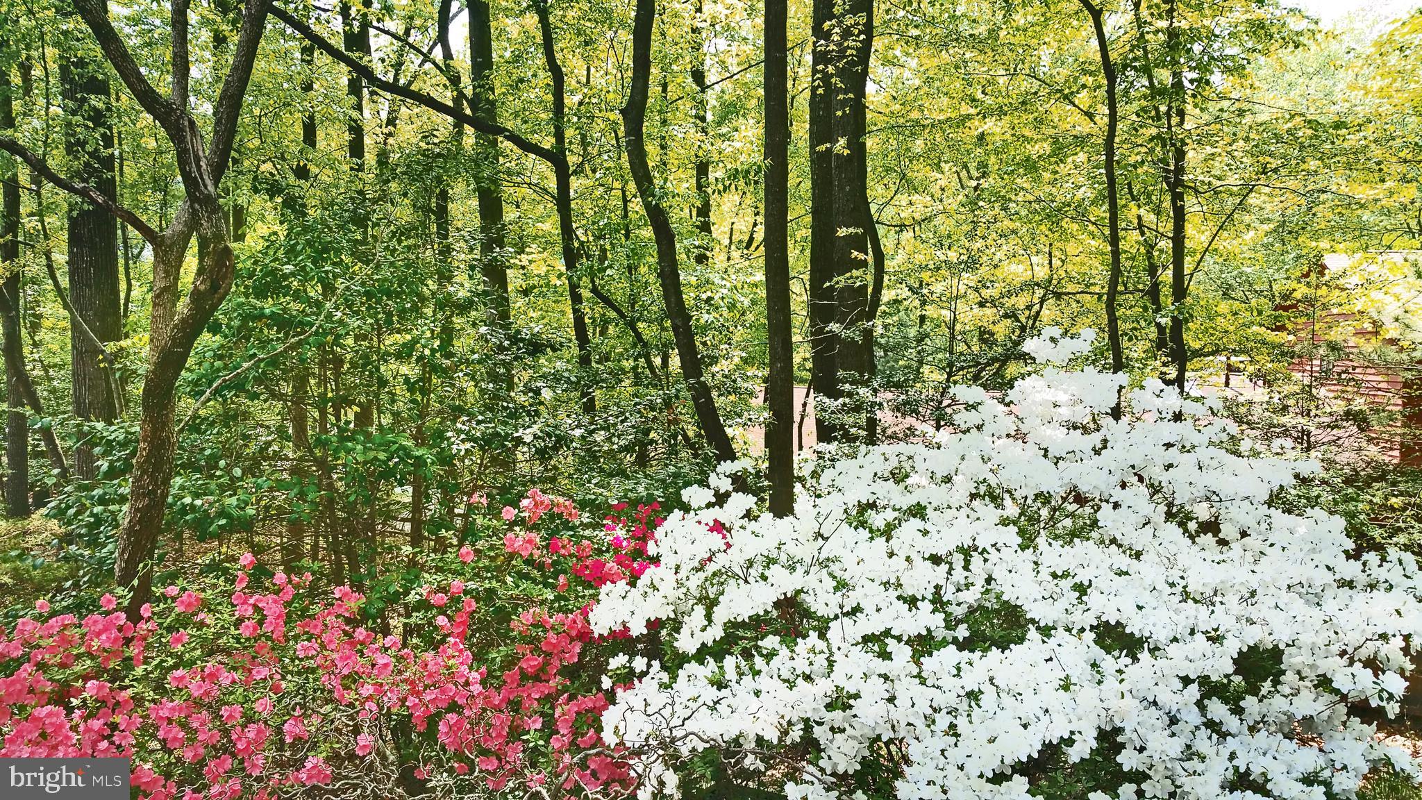 11108 Farm Road Great Falls, VA 22066 - Photo 55 of 58 Azaleas galore