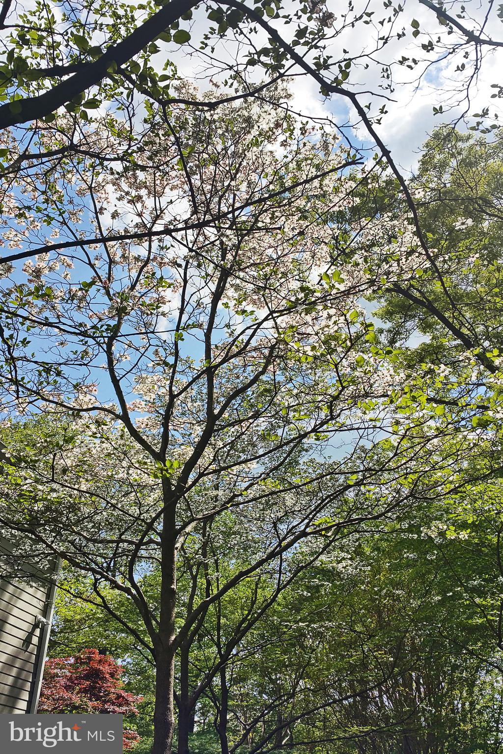 11108 Farm Road Great Falls, VA 22066 - Photo 57 of 58 Lovely Dogwood flowering in the Spring