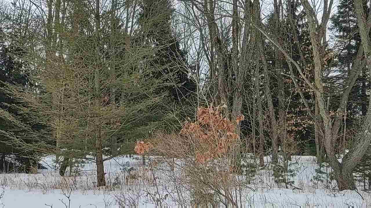 7327 Chief Road Kaleva, MI 49645 - Photo 21 of 24 1883910-20.JPG