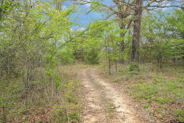 a view of a forest with trees in the background