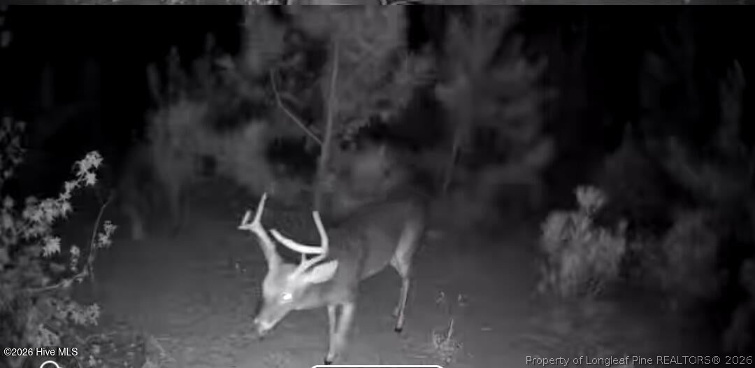 Tbd Scholl Road Hamlet, NC 28345 - Photo 8 of 12 TRACT 2
SCHOLL ROAD LAND - 15+ ACRES