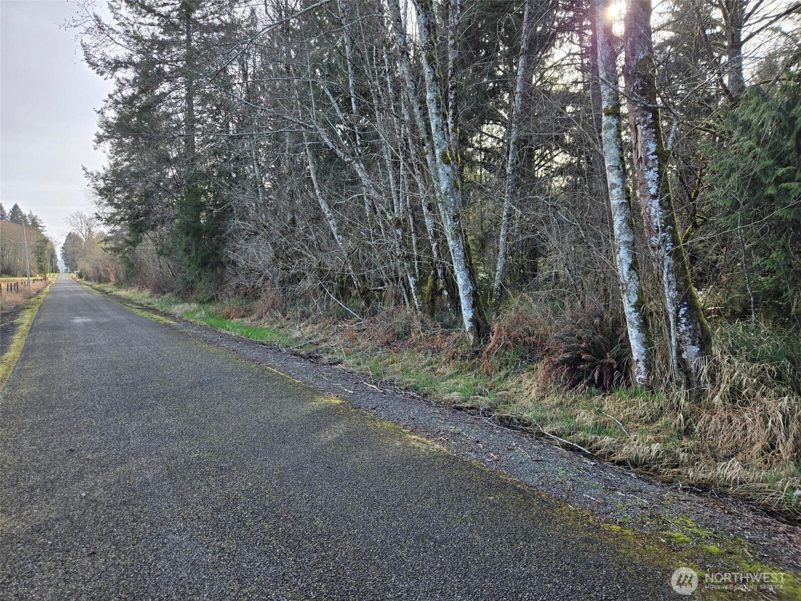 -nka Moore Road Elma, WA 98541 - Photo 2 of 7 a view of a forest with trees in the background