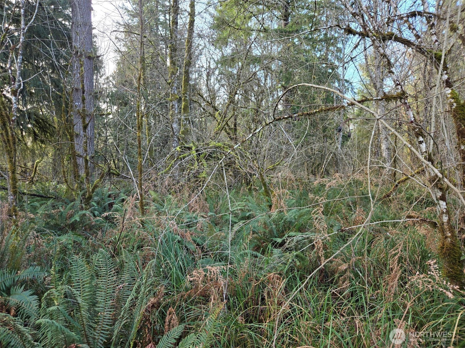 -nka Moore Road Elma, WA 98541 - Photo 3 of 7 a view of a yard with a tree