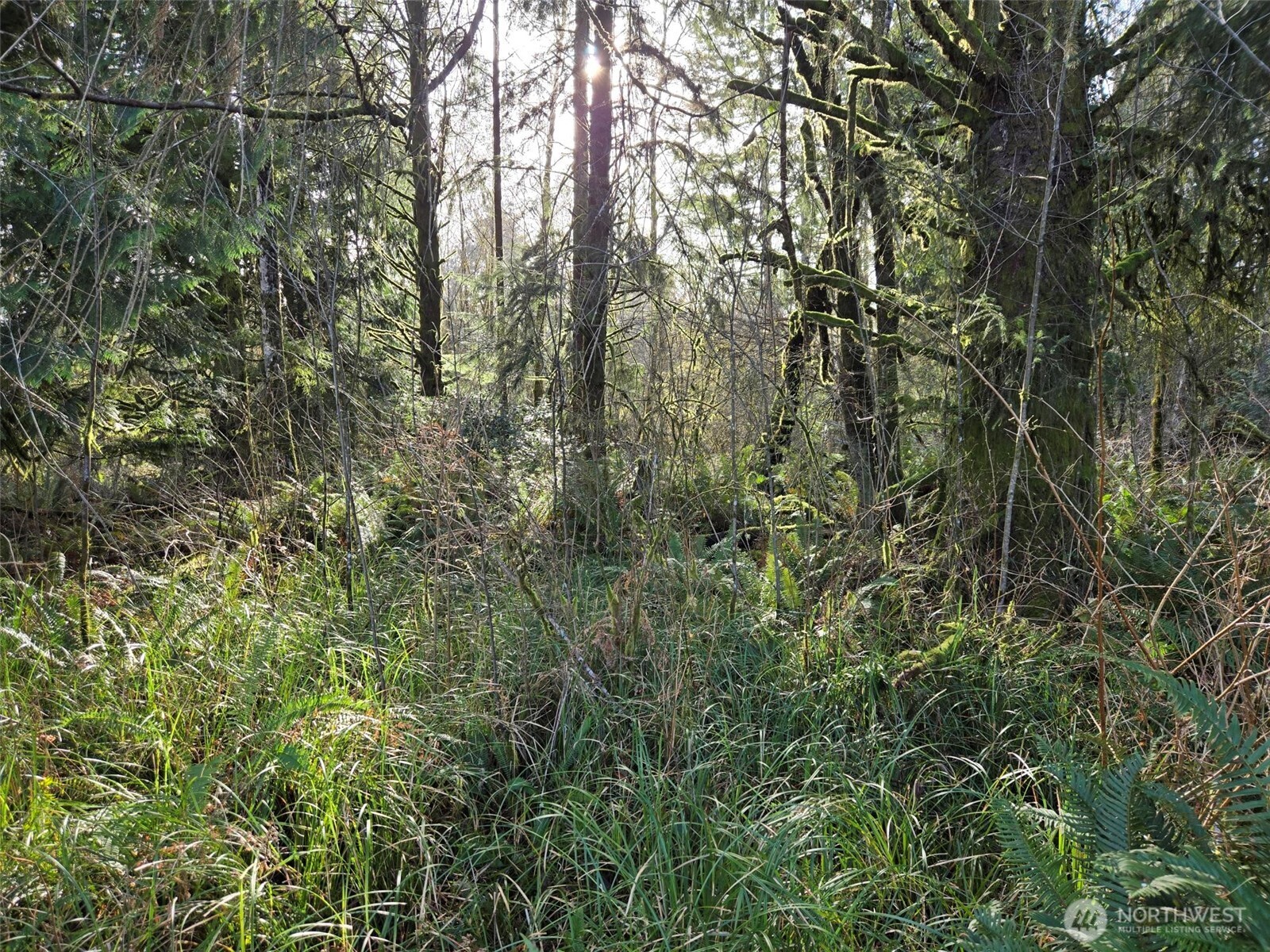 -nka Moore Road Elma, WA 98541 - Photo 4 of 7 a view of a yard with a tree