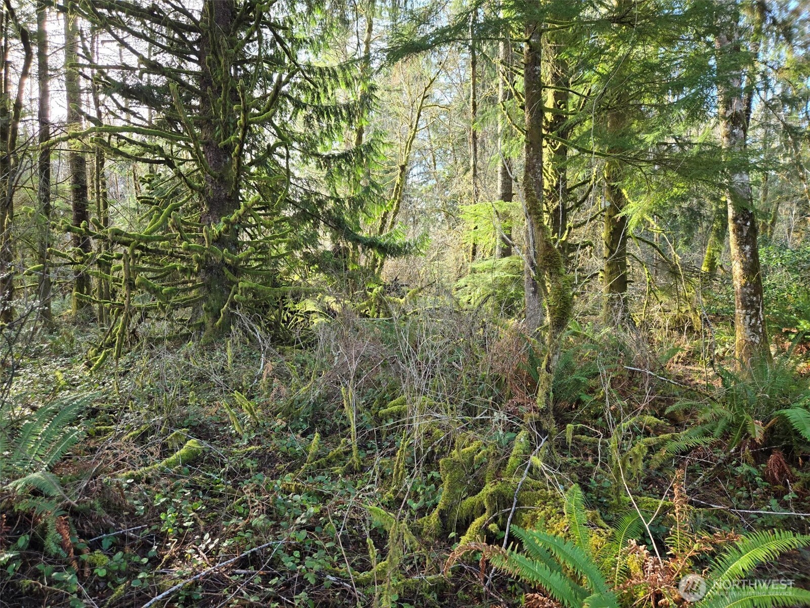 -nka Moore Road Elma, WA 98541 - Photo 6 of 7 a view of a yard