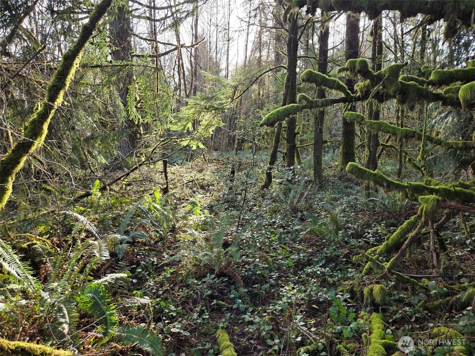 -nka Moore Road Elma, WA 98541 - Photo 7 of 7 a view of a tree in a forest