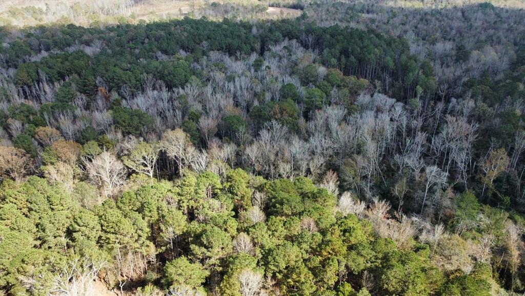 0 Storm Road Lena, MS 39094 - Photo 19 of 21 Photo 19