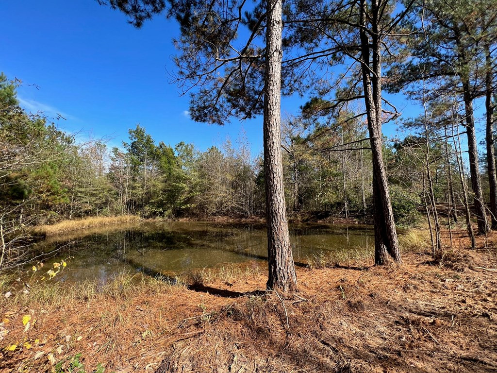 0 Storm Road Lena, MS 39094 - Photo 3 of 21 Photo 3