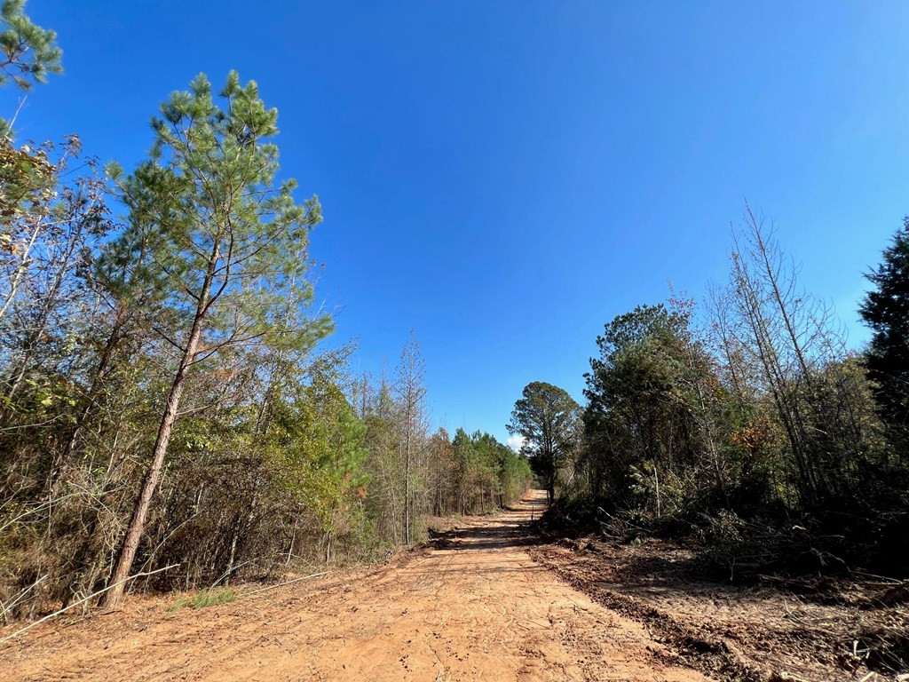 0 Storm Road Lena, MS 39094 - Photo 4 of 21 Photo 4