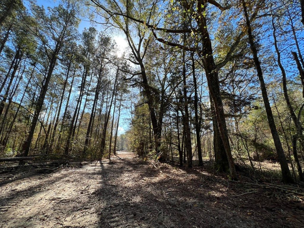 0 Storm Road Lena, MS 39094 - Photo 5 of 21 Photo 5