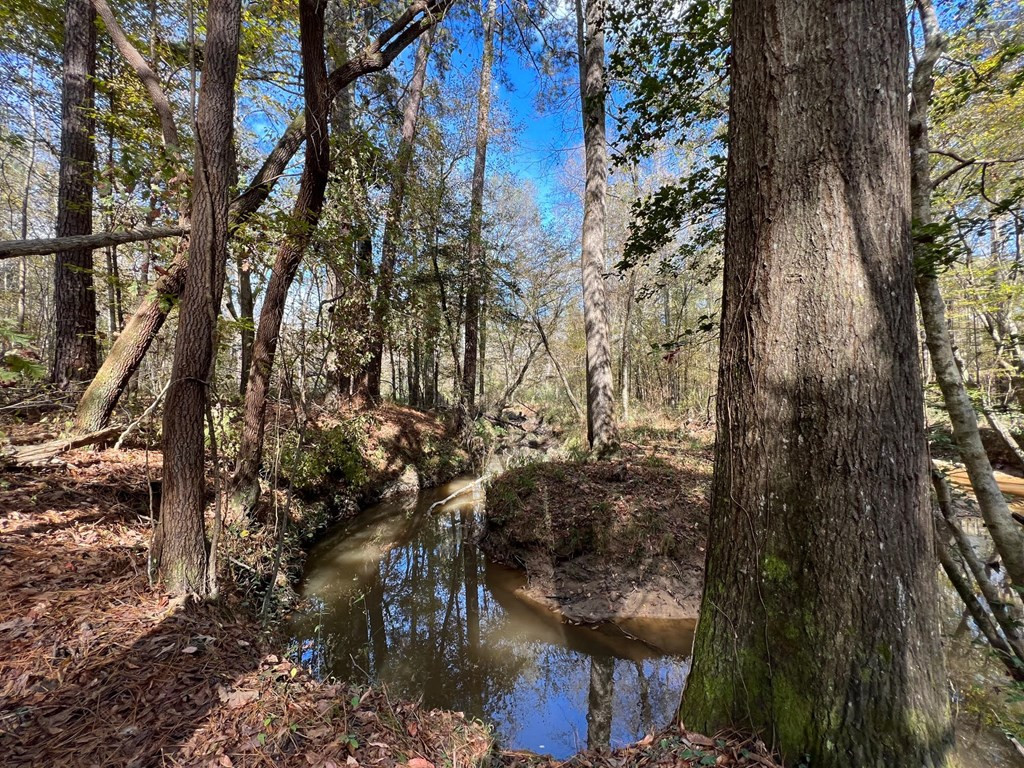 0 Storm Road Lena, MS 39094 - Photo 7 of 21 Photo 7