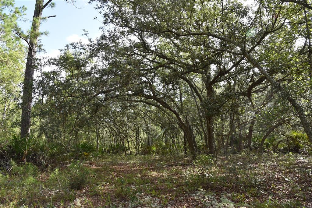 375 Buck Springs Road Palatka, FL 32177 - Photo 77 of 78 Gallery Image 77