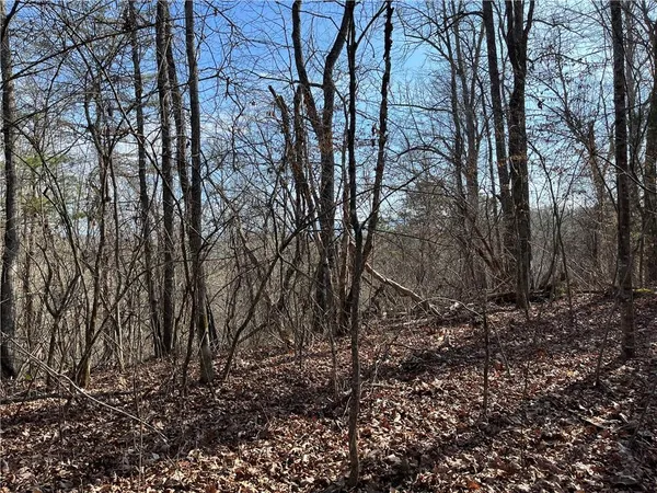 a view of a forest