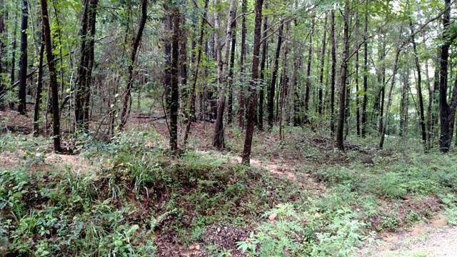 Lot 7 Childs Road, Unit 7A Macon, GA 31217 - Photo 2 of 2 a view of forest