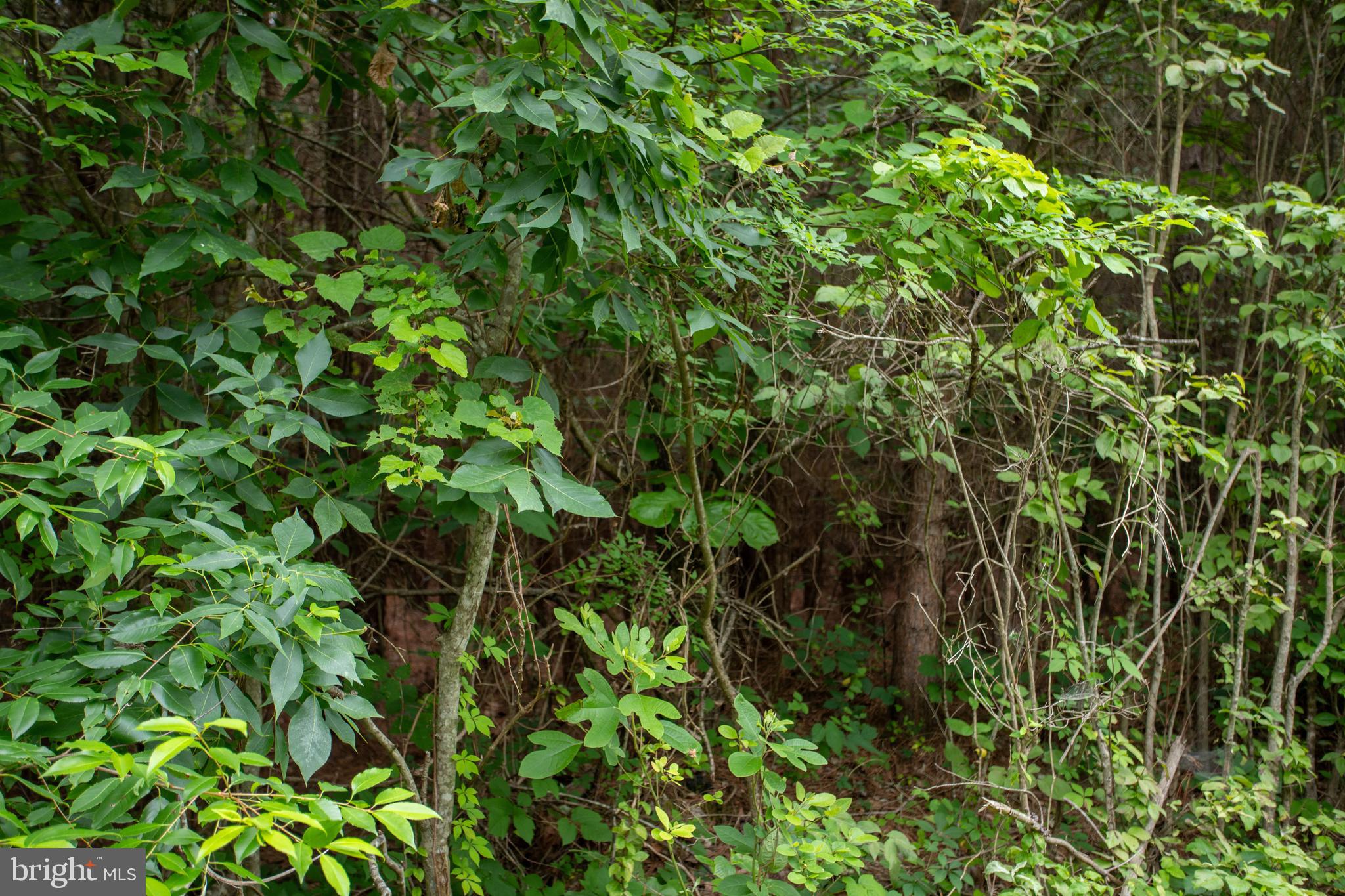 Tbd Trents Cemetery Road, Unit LOT 6 Phenix, VA 23959 - Photo 8 of 19