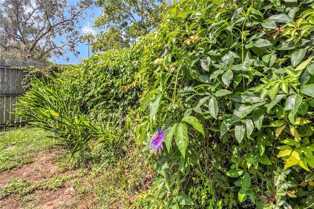 12196 Bluefield Street Spring Hill, FL 34609 - Photo 46 of 47 a close up of a plant