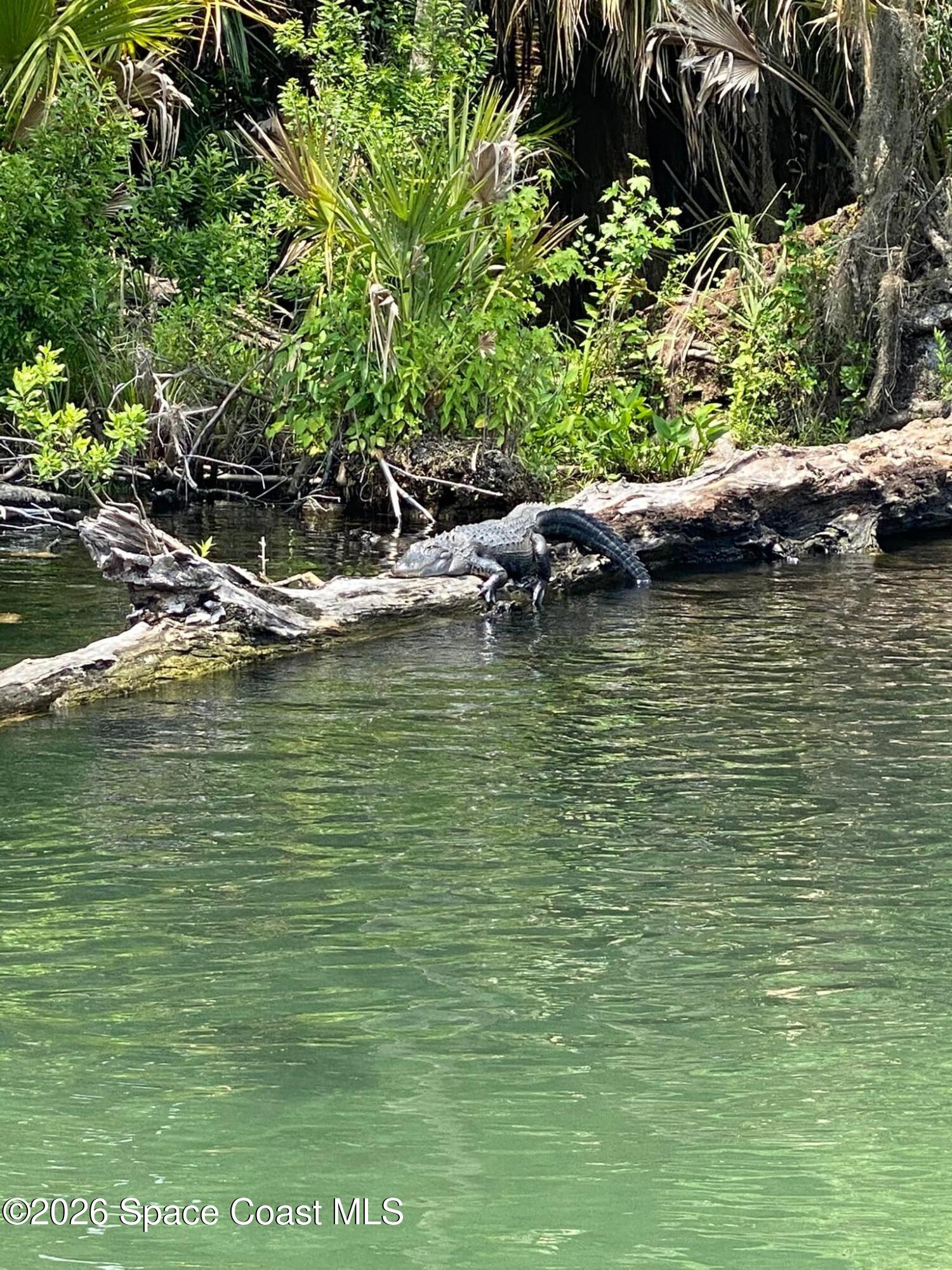 56304 Acorn Road Astor, FL 32102 - Photo 39 of 51 Wildlife