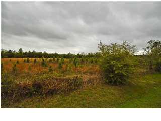 123 Bill Nelson Road Wewahitchka, FL 32465 - Photo 1 of 1