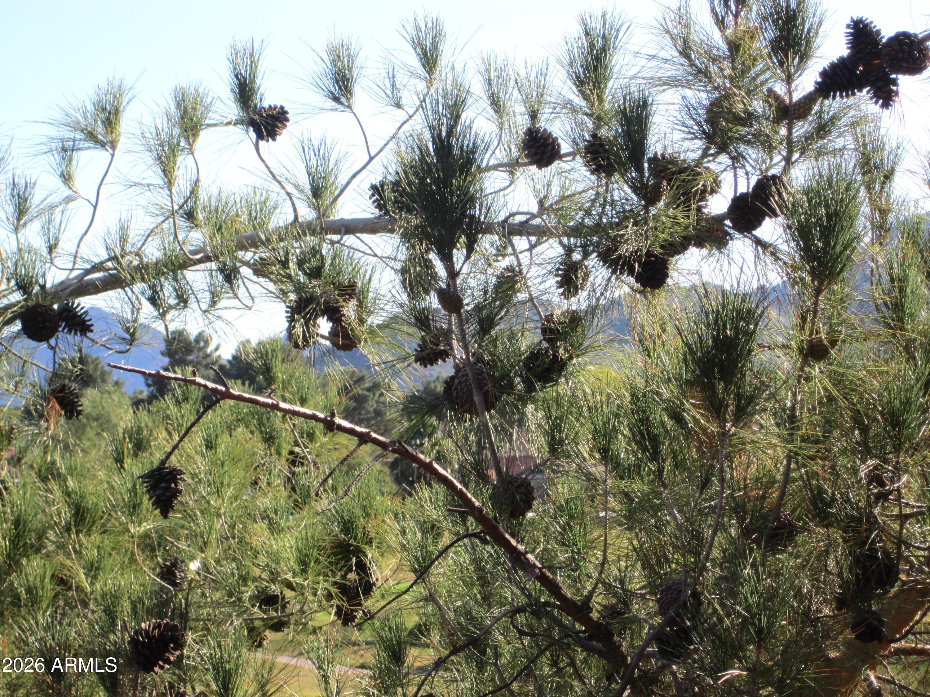 4303 East Cactus Road, Unit 419 Phoenix, AZ 85032 - Photo 27 of 34 a view of a tree