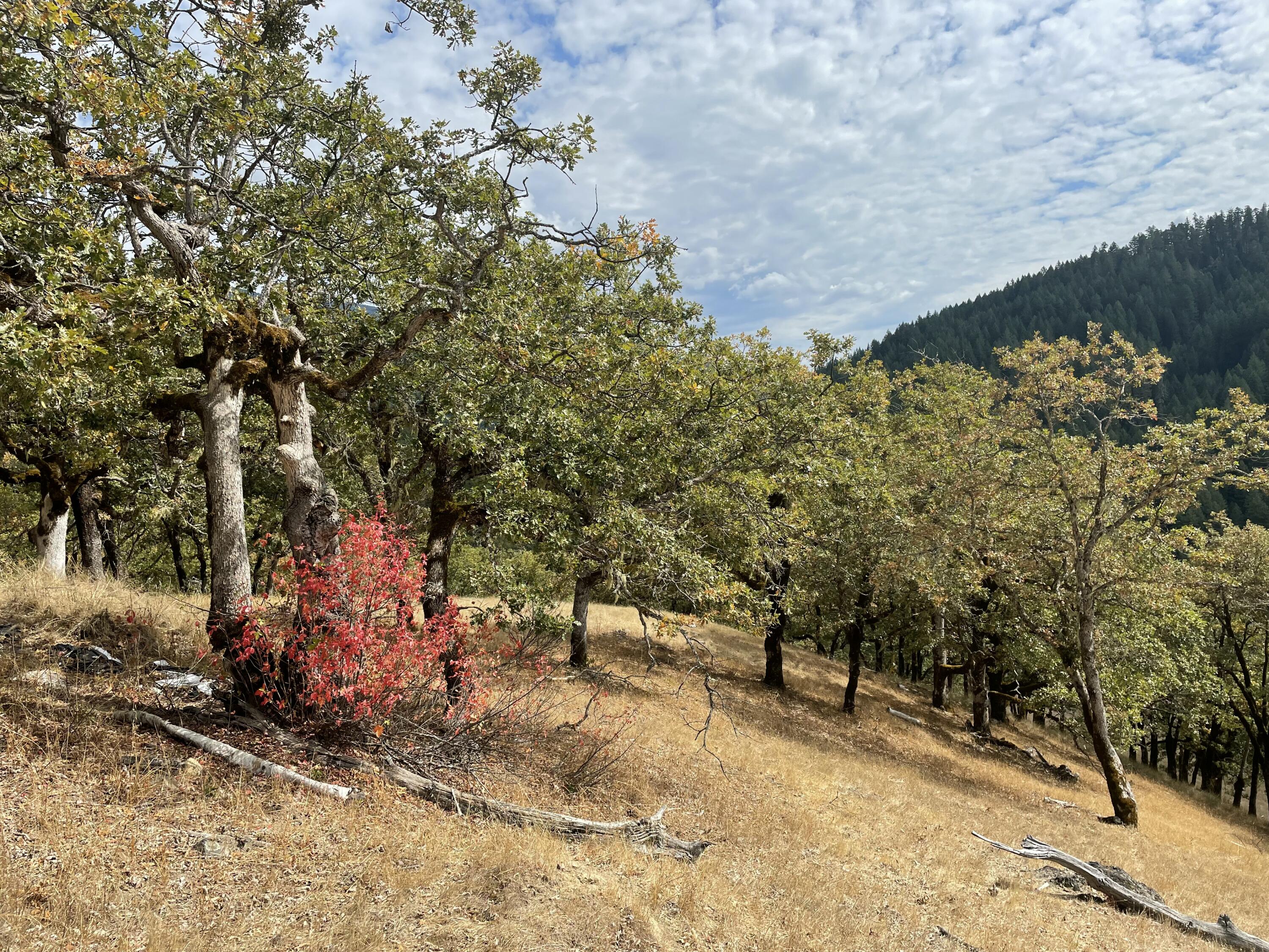 40-acres 40-acres Ridge Road Mad River, CA 95526 - Photo 21 of 28