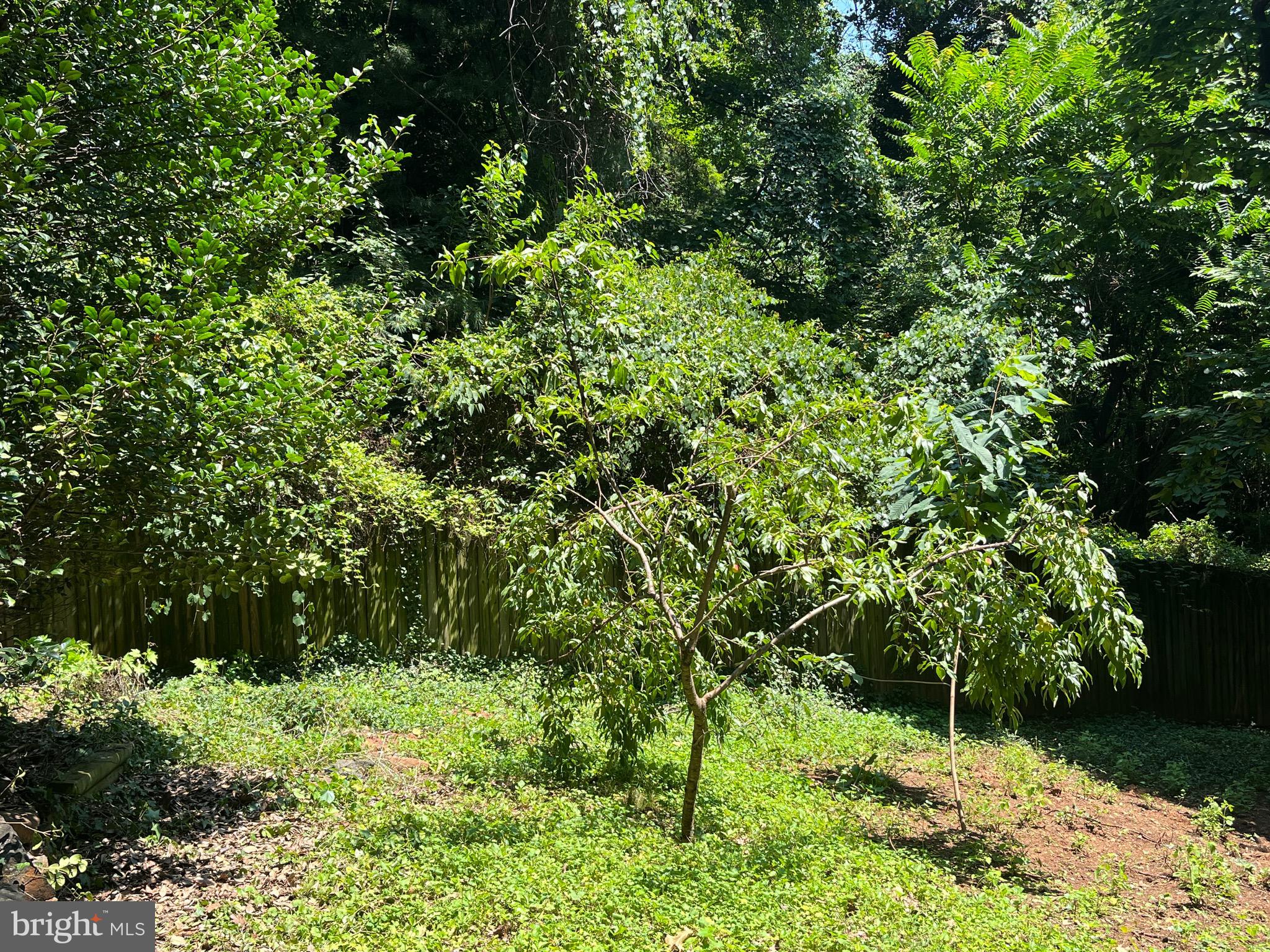 6211 Ridgeview Avenue Baltimore, MD 21206 - Photo 75 of 88 FRUIT TREES AND POLLINATOR GARDENS