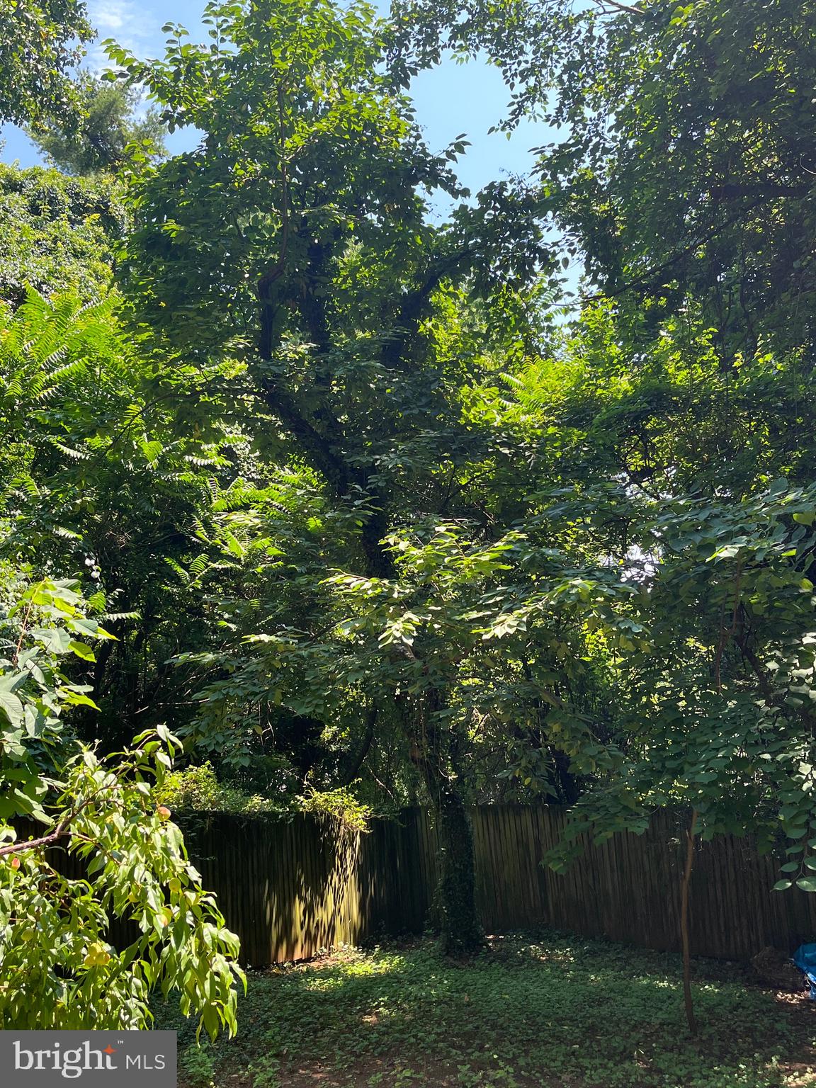 6211 Ridgeview Avenue Baltimore, MD 21206 - Photo 76 of 88 CHERRY TREES