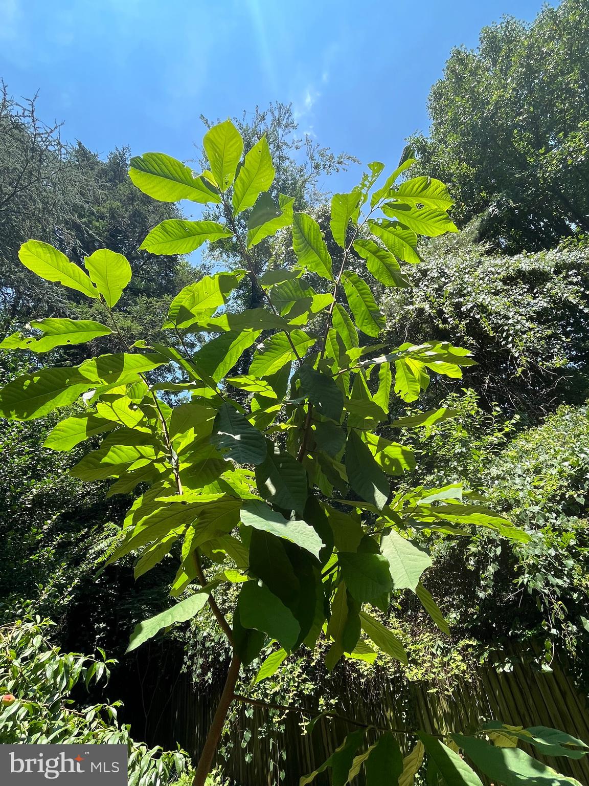 6211 Ridgeview Avenue Baltimore, MD 21206 - Photo 77 of 88 PAW PAW FRUIT TREE