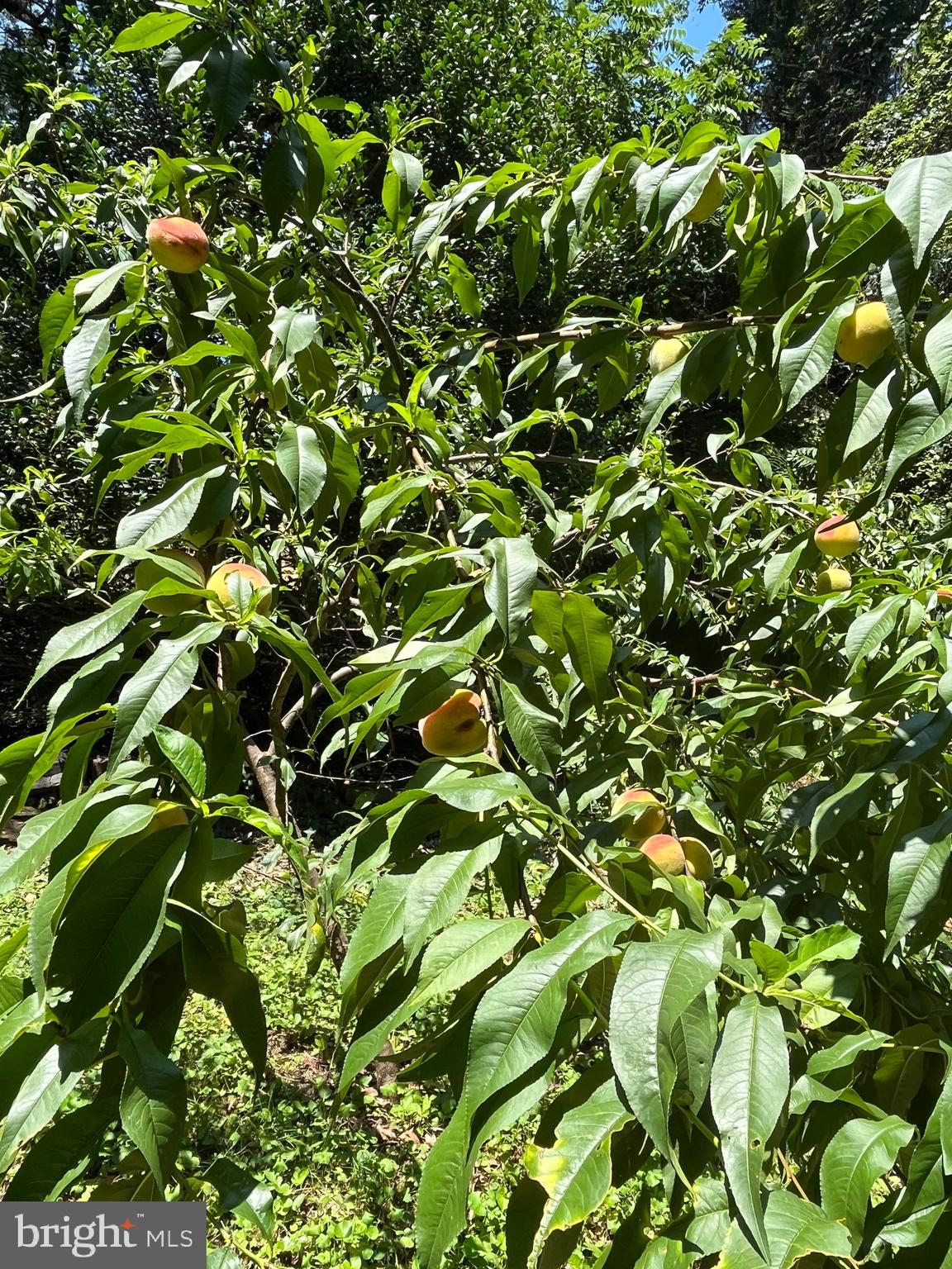 6211 Ridgeview Avenue Baltimore, MD 21206 - Photo 78 of 88 PEACH TREE IN BLOOM